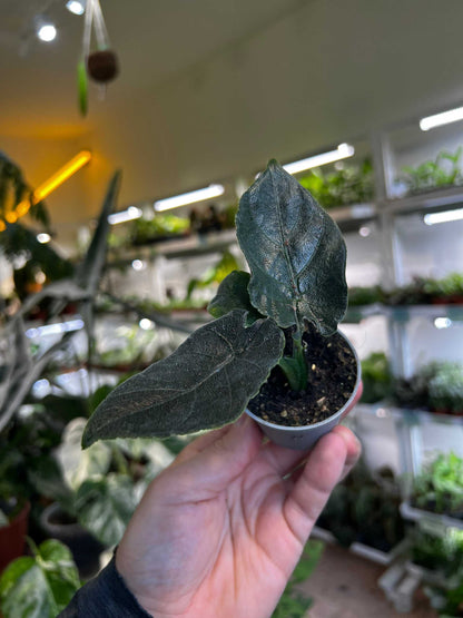 Alocasia chienlii 'Antoro Velvet'