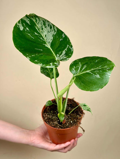 Monstera deliciosa 'Bulbasaur'