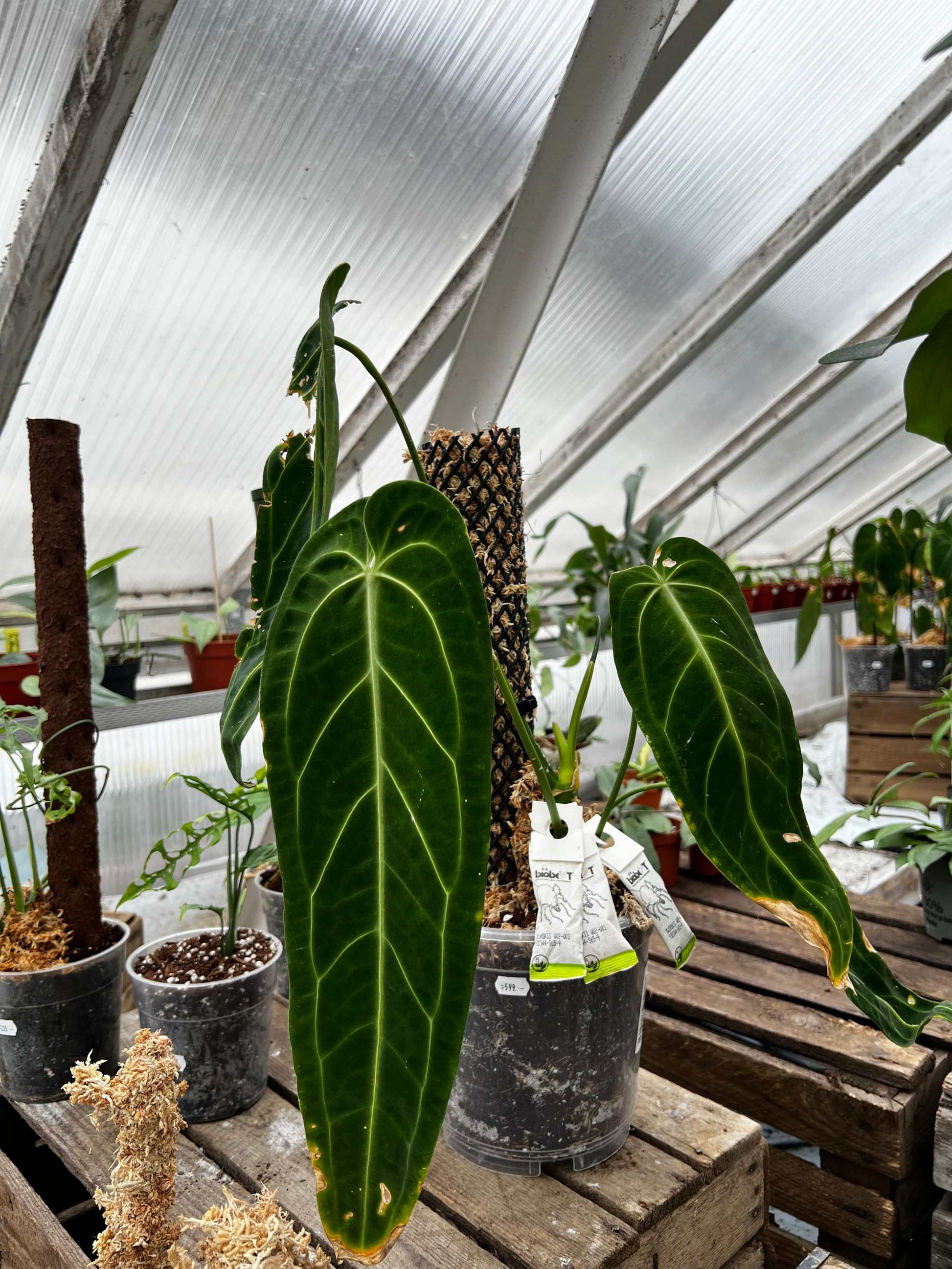 green anthurium plant Anthurium Warocqueanum For Sale