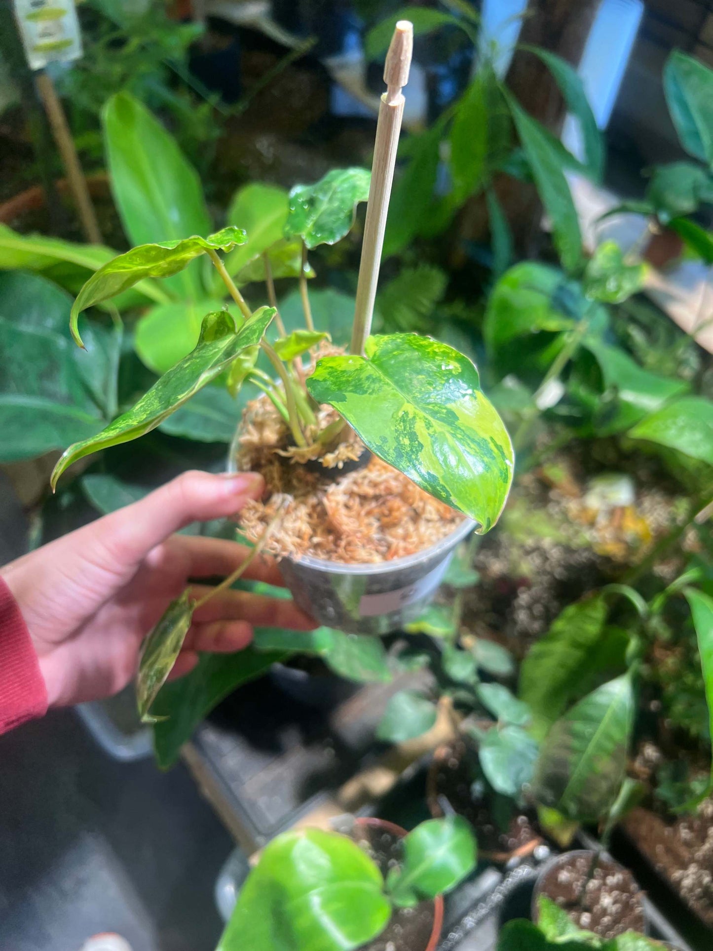 Philodendron burle-marxii albo variegata