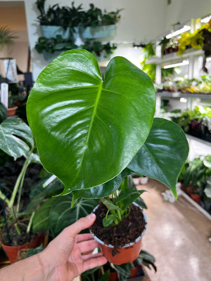 Monstera deliciosa 