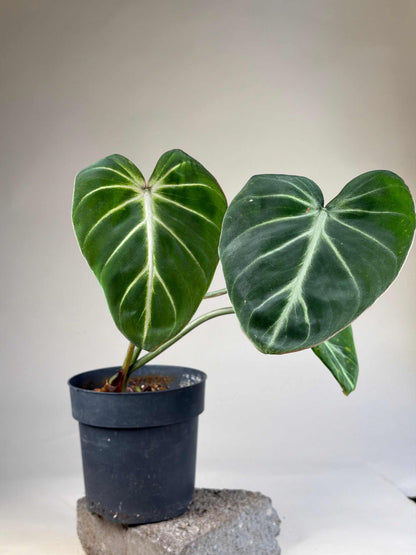 Philodendron gloriosum