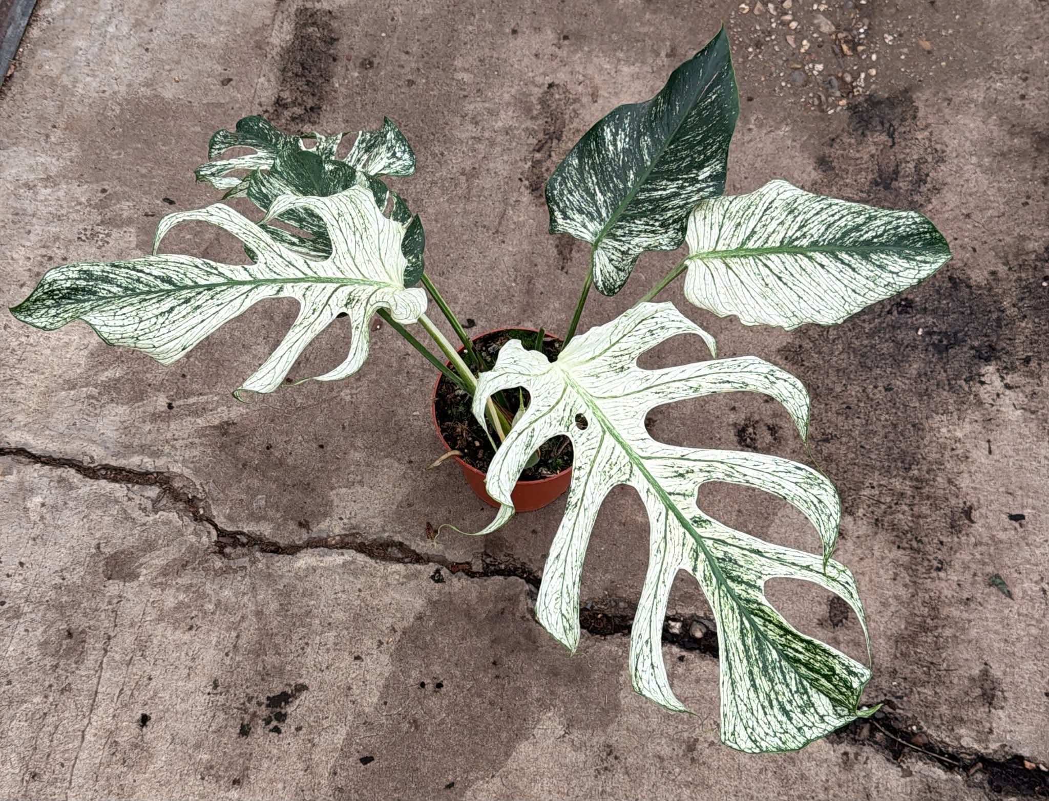 Monstera 'Devil Monster' | Köp Dina Samlarväxter Online – Ormbunker