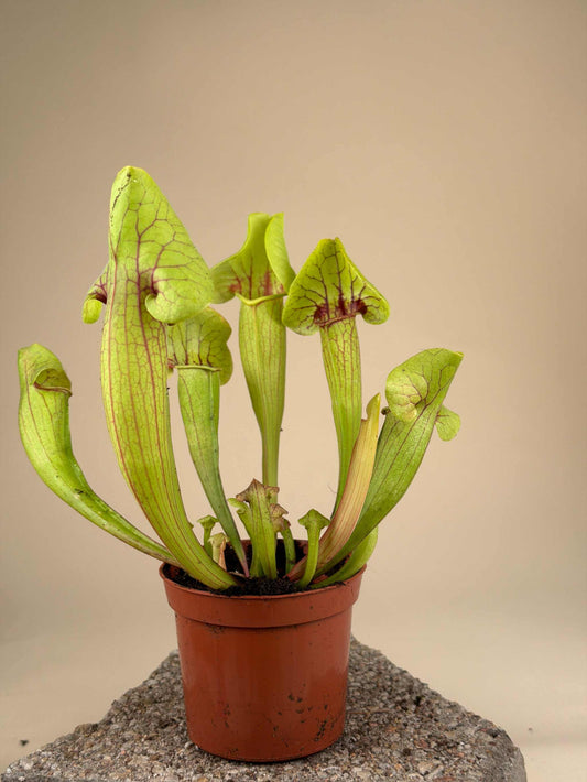 Sarracenia x 'Fon'