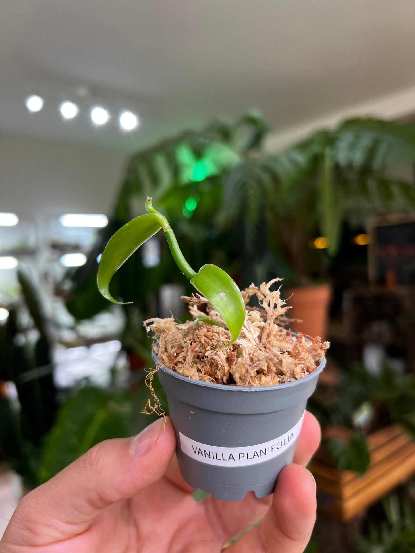 Echte Vanille Pflanze 'Vanilla planifolia'