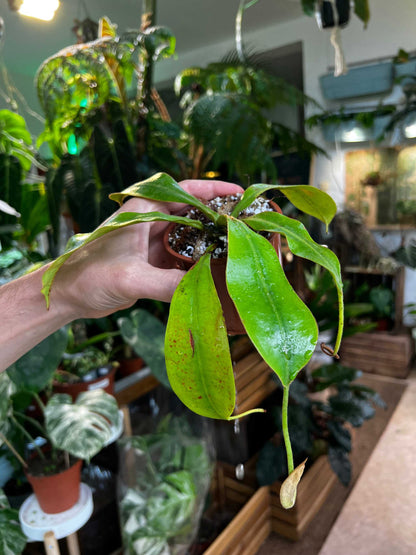 Nepenthes x Mojito