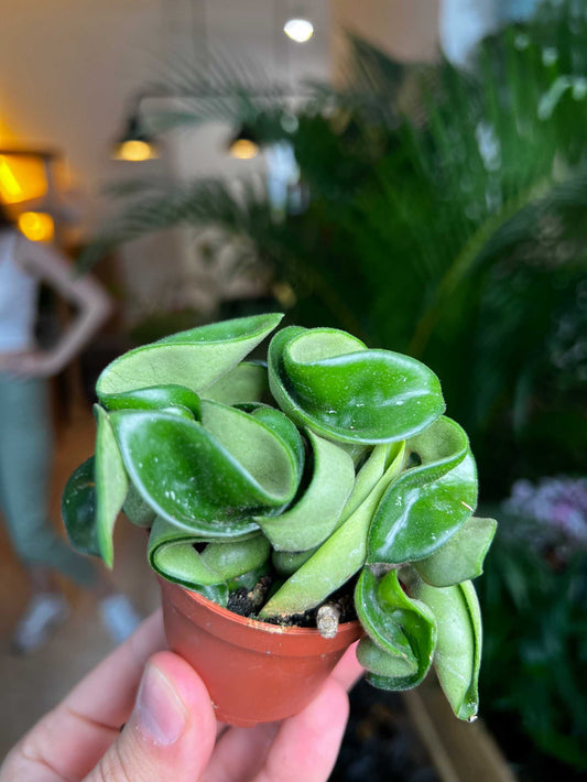 Hoya carnosa 'compacta'