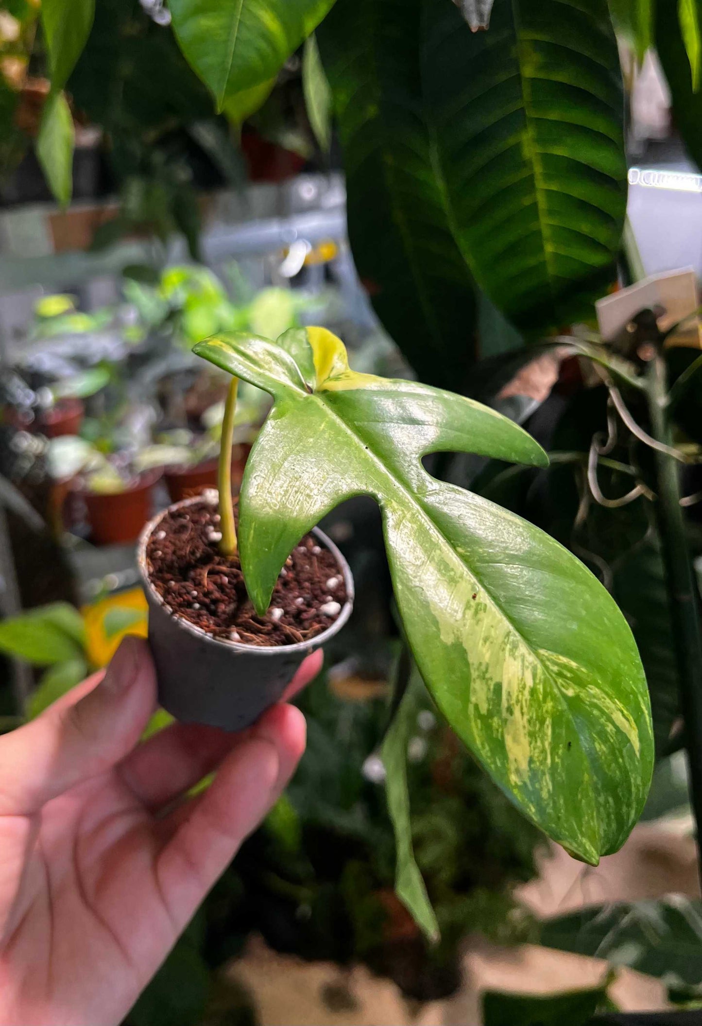 Philodendron florida beauty