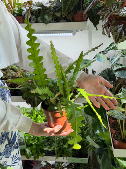 Epiphyllum anguliger | Flikig bladkaktus