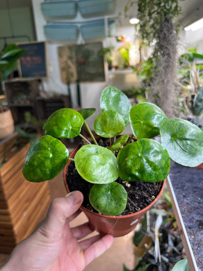 Pilea peperomioides 'Mojito'