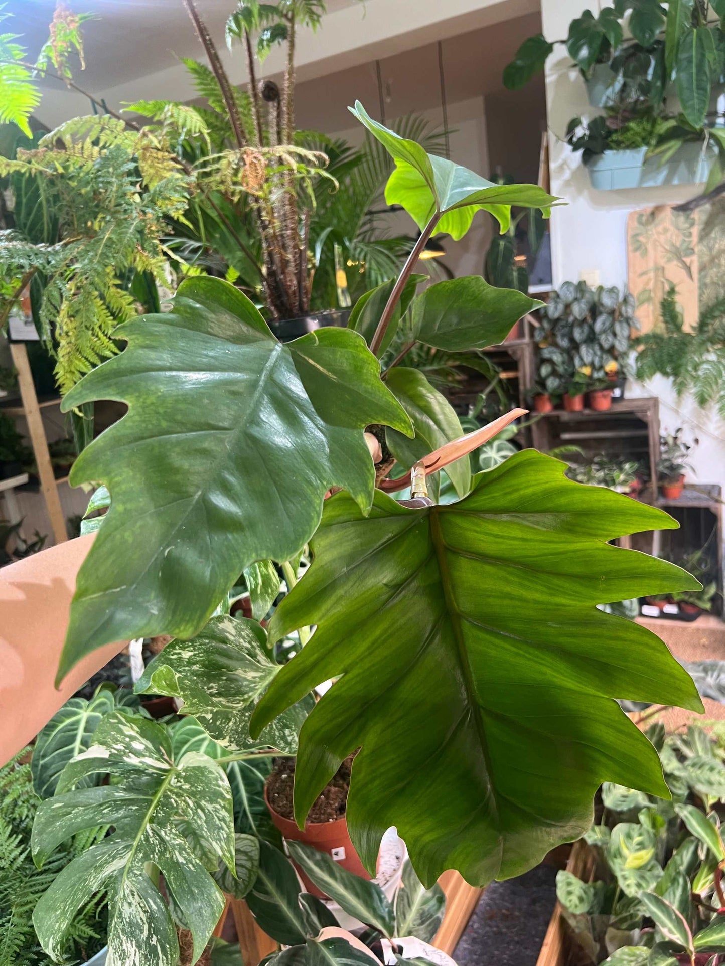 Philodendron mayoi