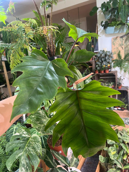 Philodendron mayoi