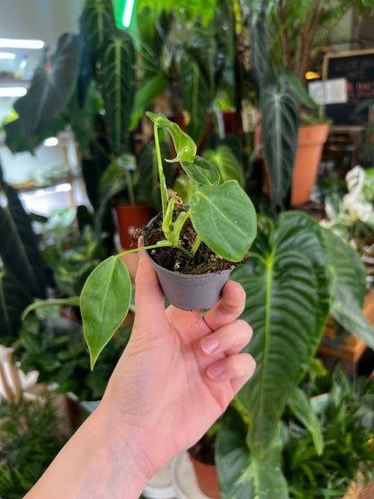Philodendron sharoniae