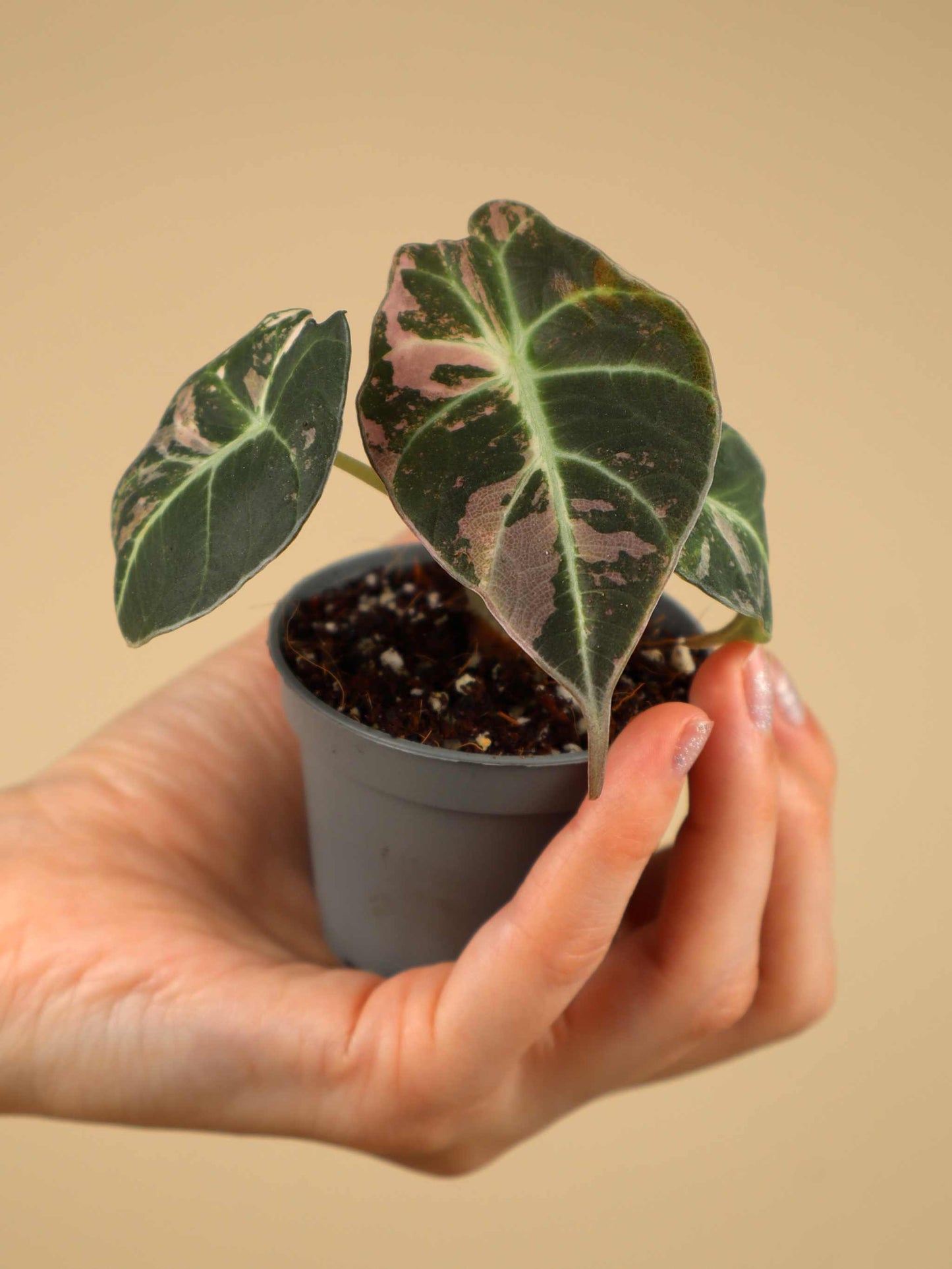 Alocasia 'Black Velvet' Pink Variegata
