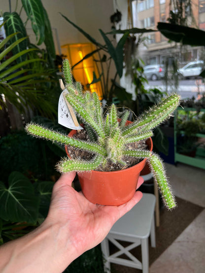 Selenicereus grandiflorus 'Königin der Nacht'