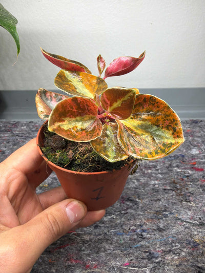 Peperomia metallica 'Creme Brulee'
