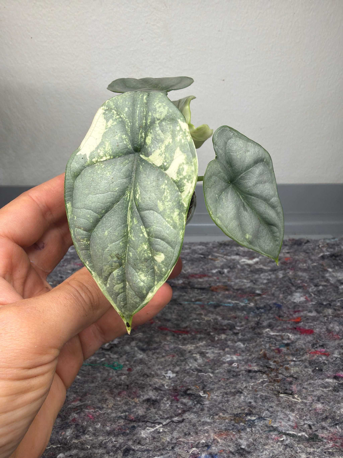 Alocasia 'Silver Dragon' Variegata