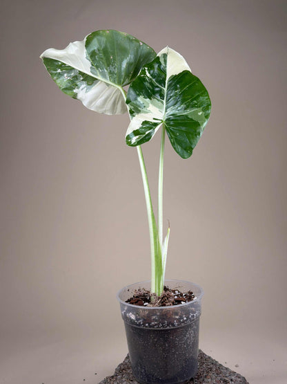 Alocasia macrorrhizos albo variegata