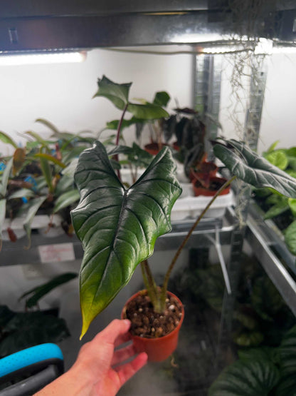 Alocasia bisma 'Silver'