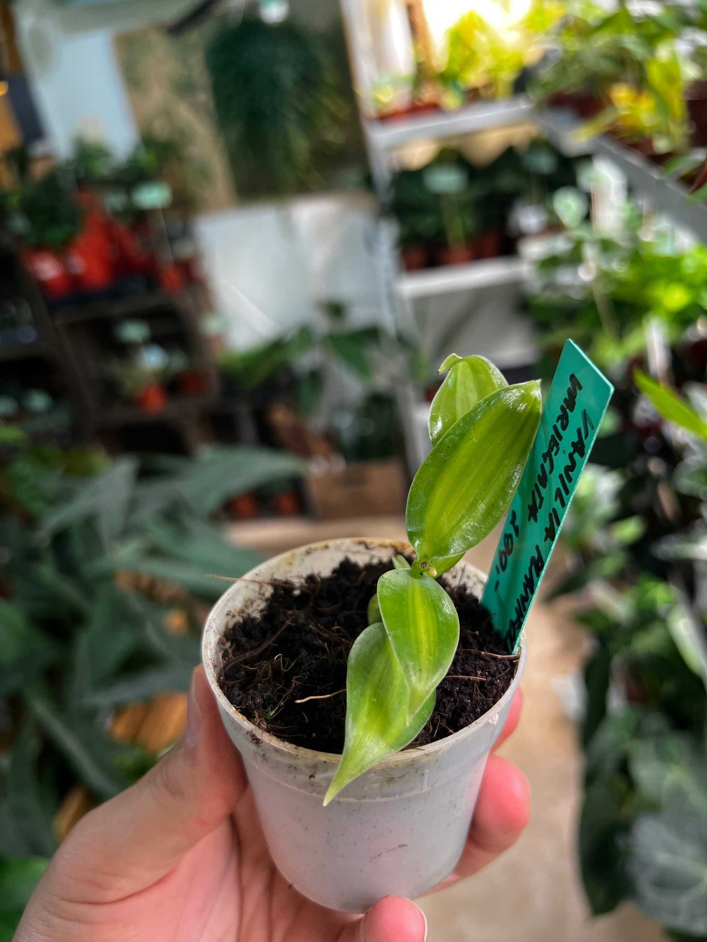 Vanilla orchid 'Vanilla planifolia' plant