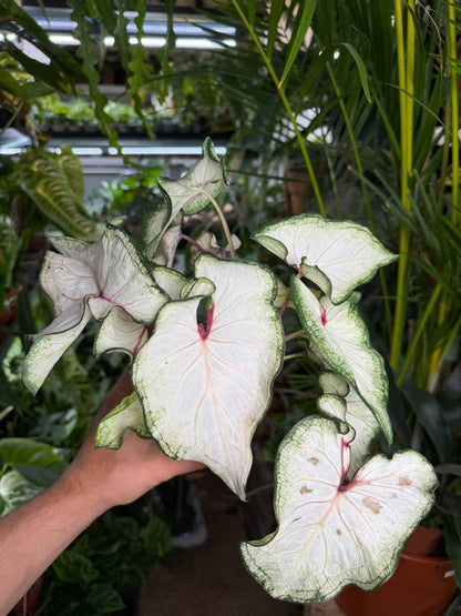 Caladium bicolor