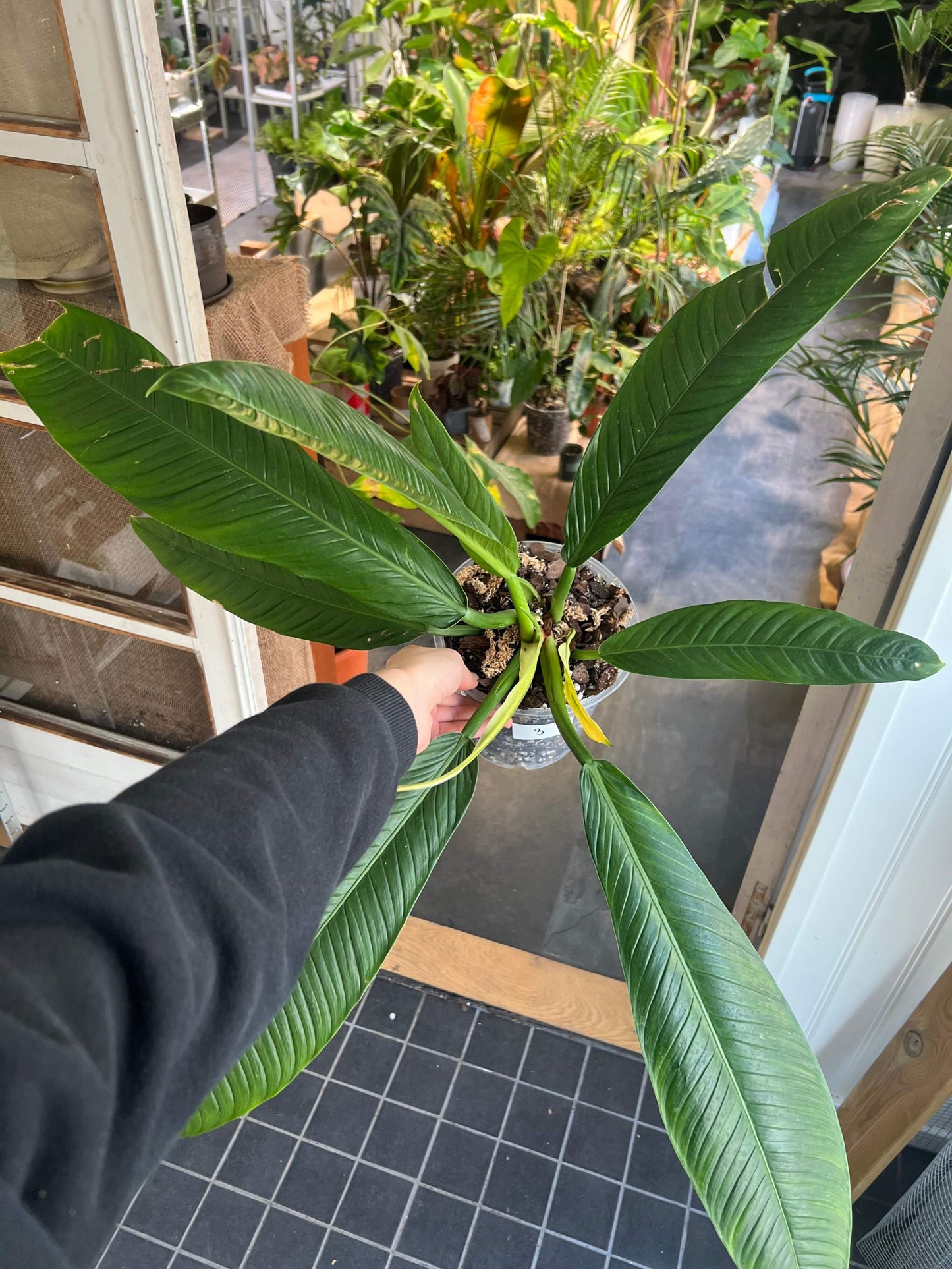 Philodendron Campii