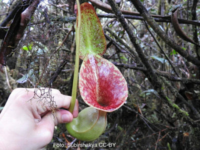 Nepenthes lowii