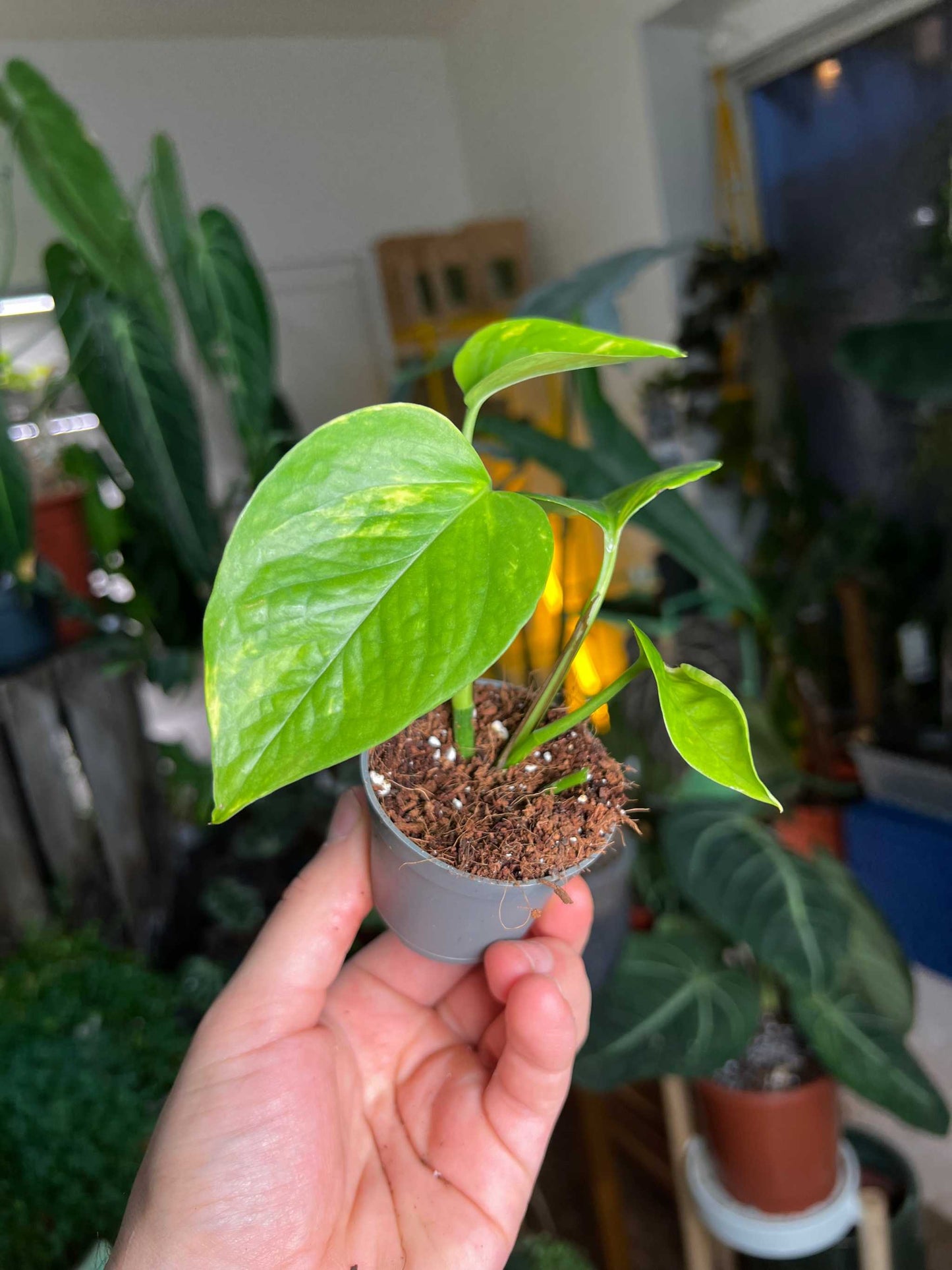 Goldrute 'Epipremnum aureum'
