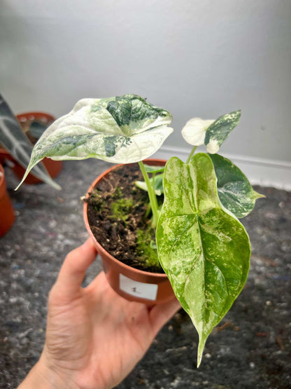 Alocasia dragon scale albo variegata