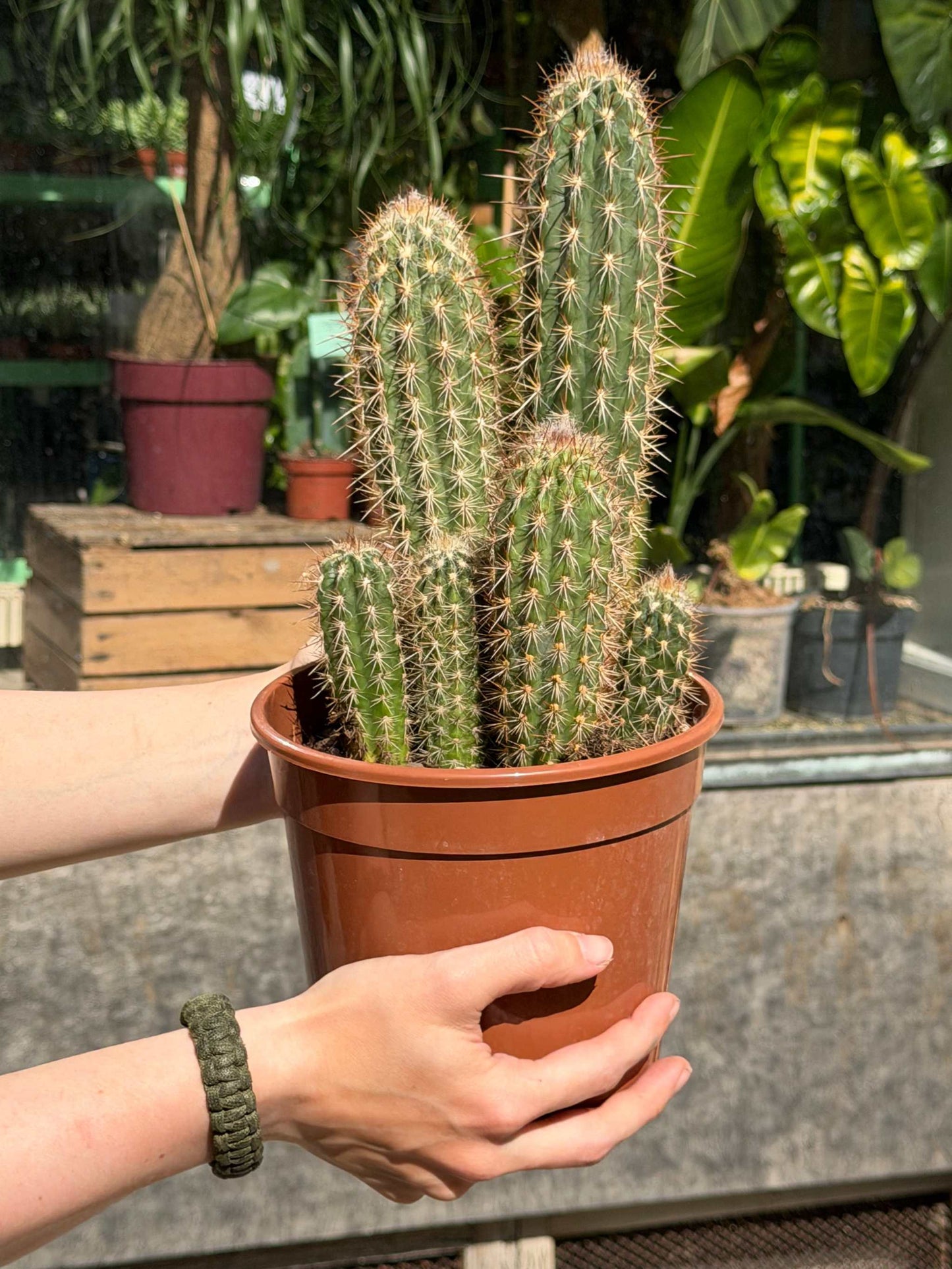 Cactus mix 17cm kruka