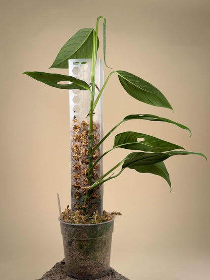 Monstera xanthospatha