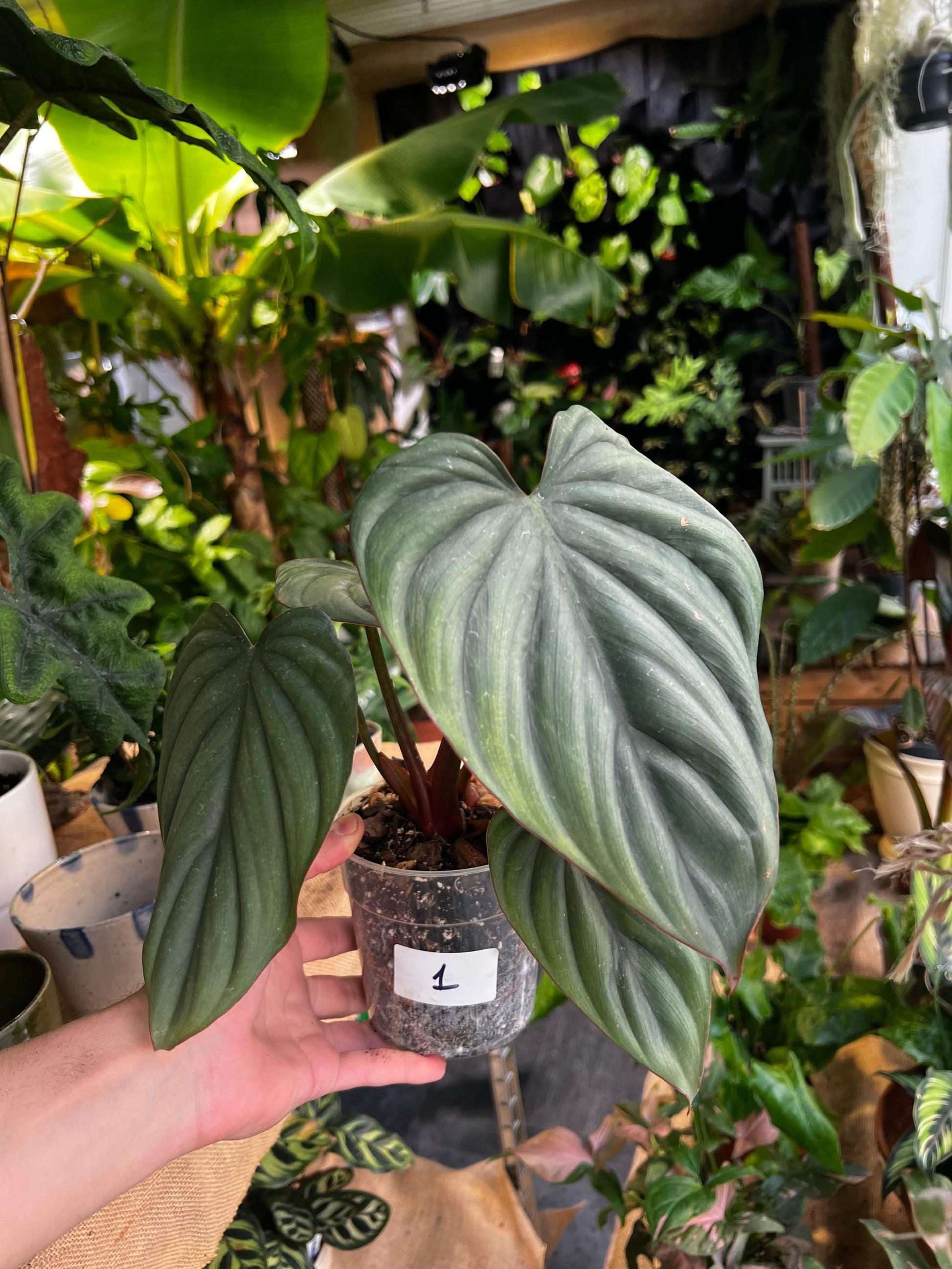 house plants from colombia Buy Philodendron sp. Colombia Online