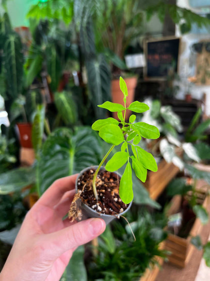 Moringa oleifera | Pepparrotsträd