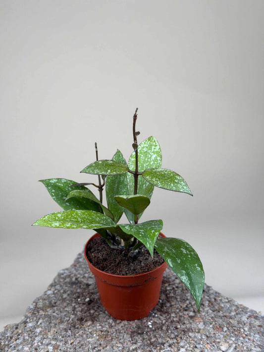 Hoya nabawensis "splash"