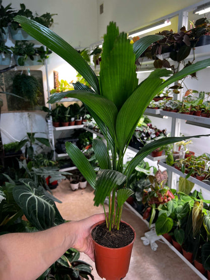 Licula grandis