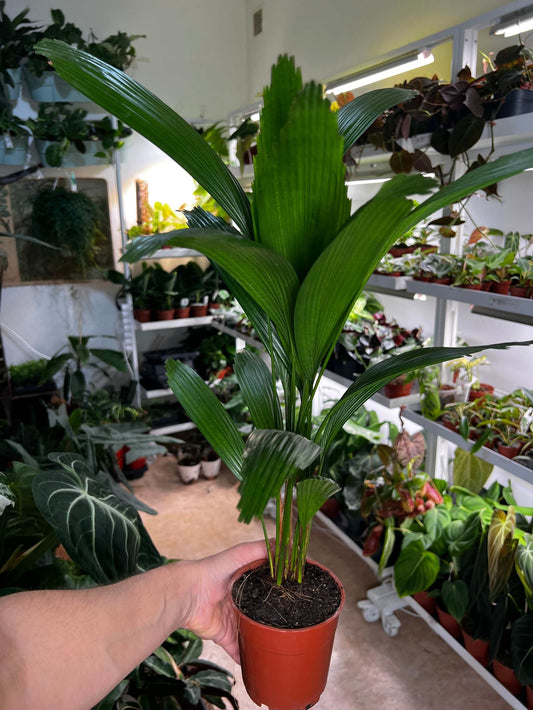 Licula grandis