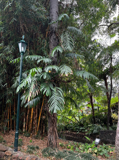 Epipremnum pinnatum 'cebu blue'