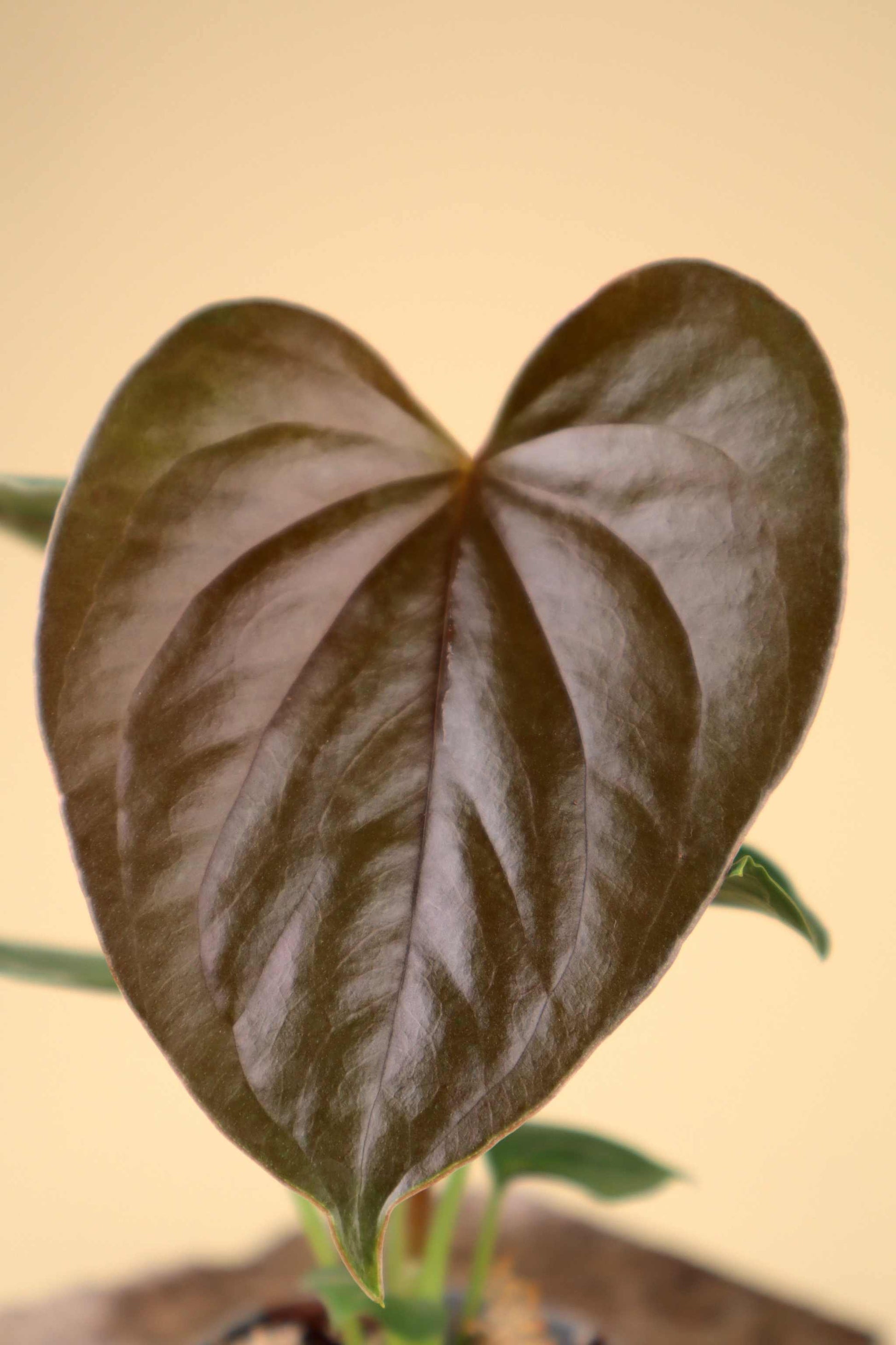 anthurium chamberlainii care Anthurium Chamberlainii