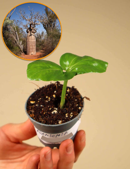 Adansonia madagascariensis | Madagaskar Baobab