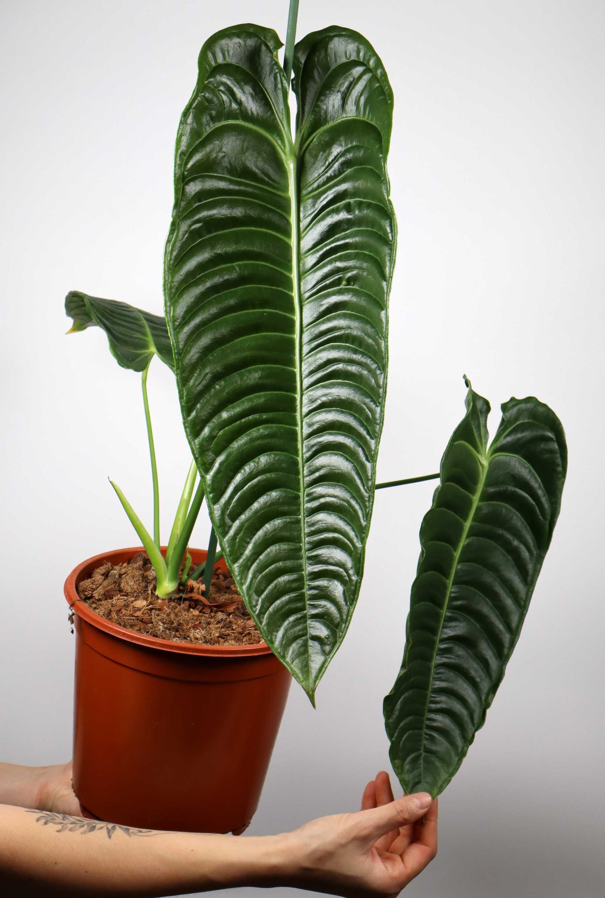 anthurium for sale online Anthurium veitchii For Sale | Buy Unusual Plants Online