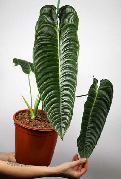 Anthurium veitchii
