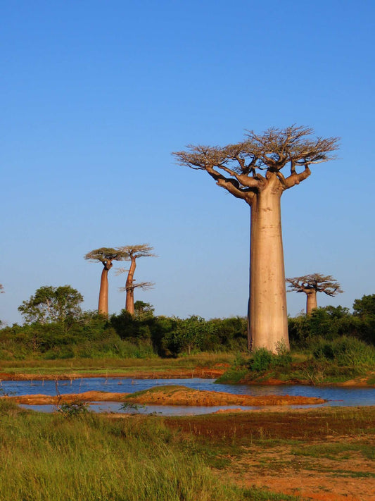 Adansonia grandidieri | Jättebaobab