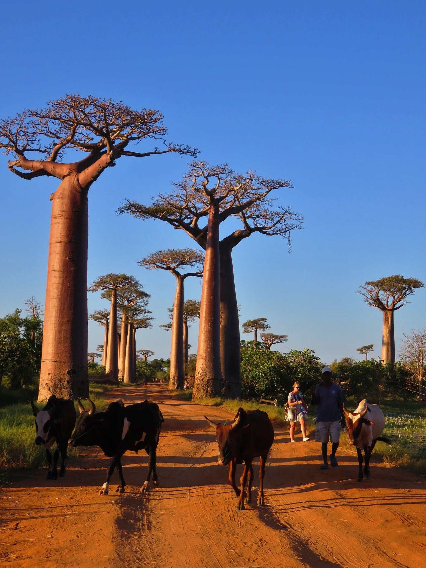 Adansonia grandidieri | Jättebaobab