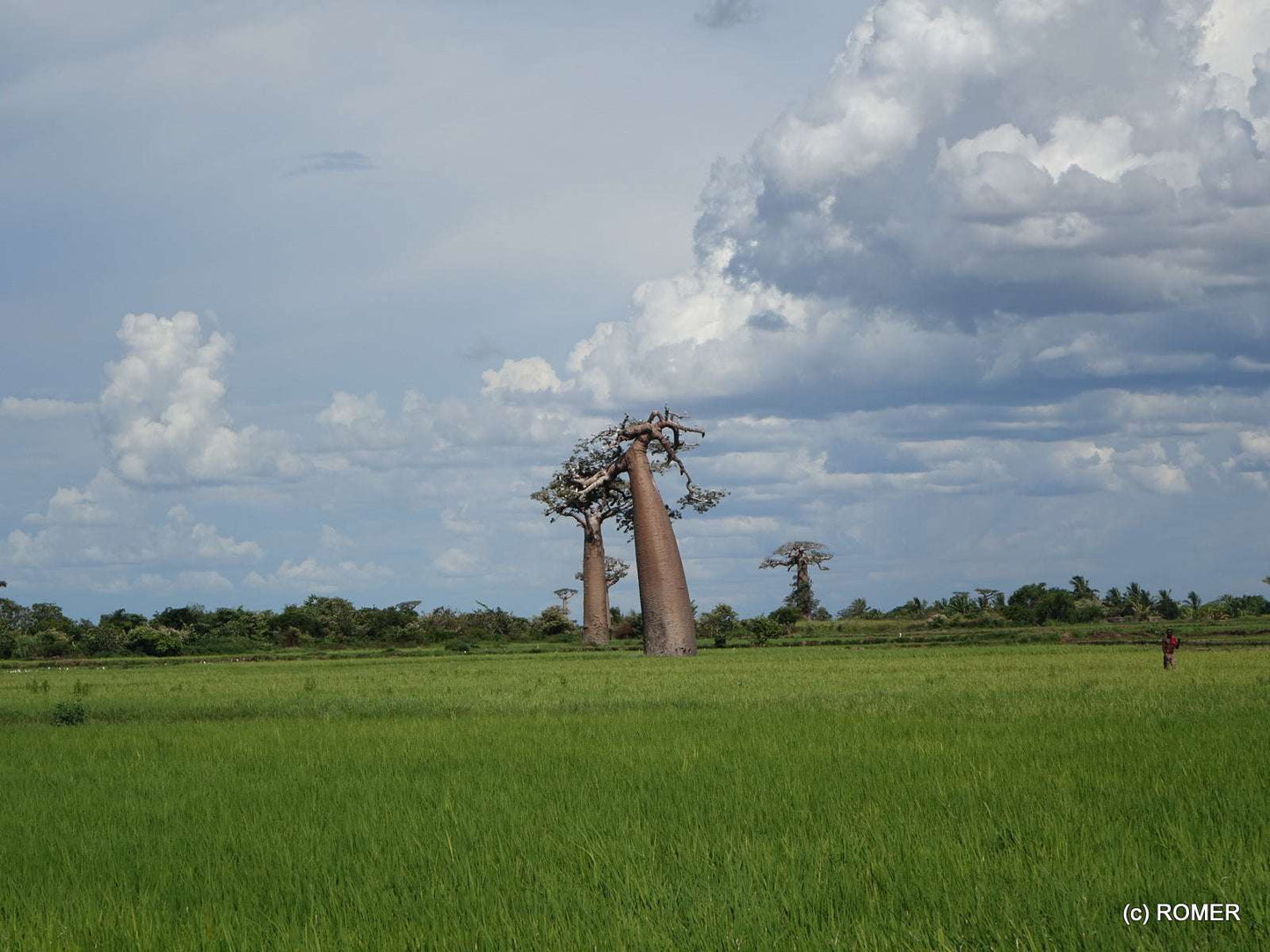 Adansonia grandidieri | Jättebaobab