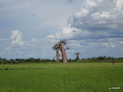 Adansonia grandidieri | Jättebaobab