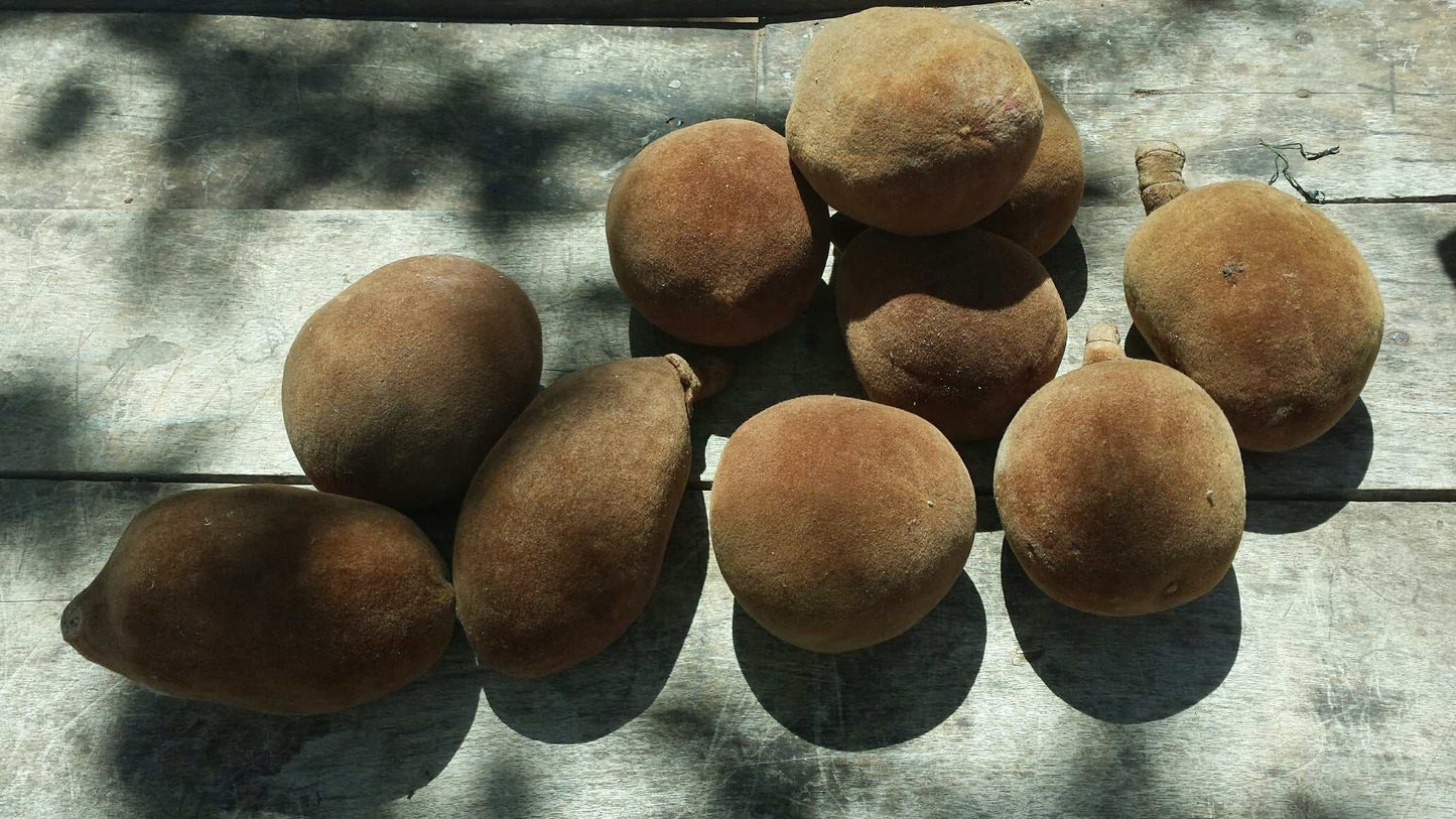 Adansonia grandidieri | Jättebaobab