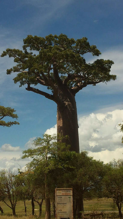 Adansonia grandidieri | Jättebaobab
