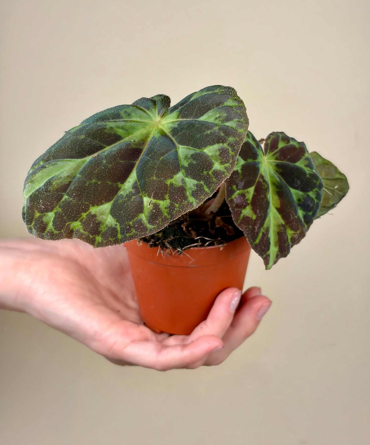 Begonia barsalouxiae
