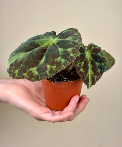 Begonia barsalouxiae