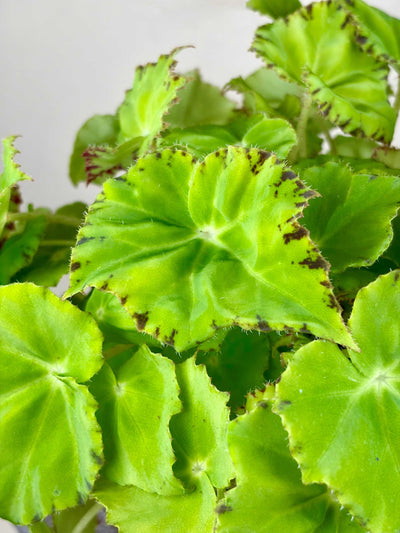Begonia 'Lima Love'